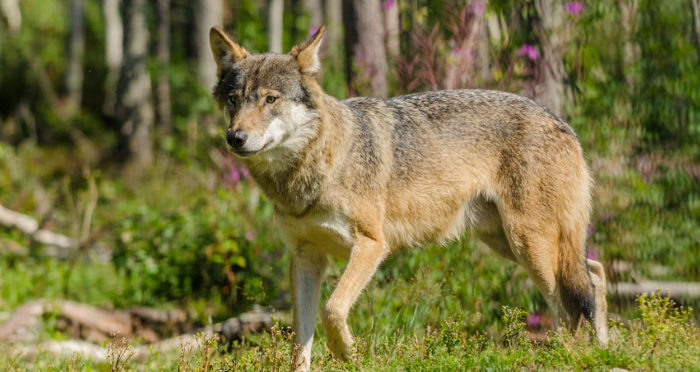 FACE | THE PROJECT OF THE MONTH. LATVIA: WOLF AND LYNX CONSERVATION