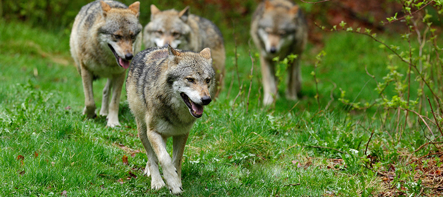 FACE | Large Carnivores