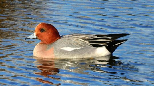 eurasian-wigeon-1920