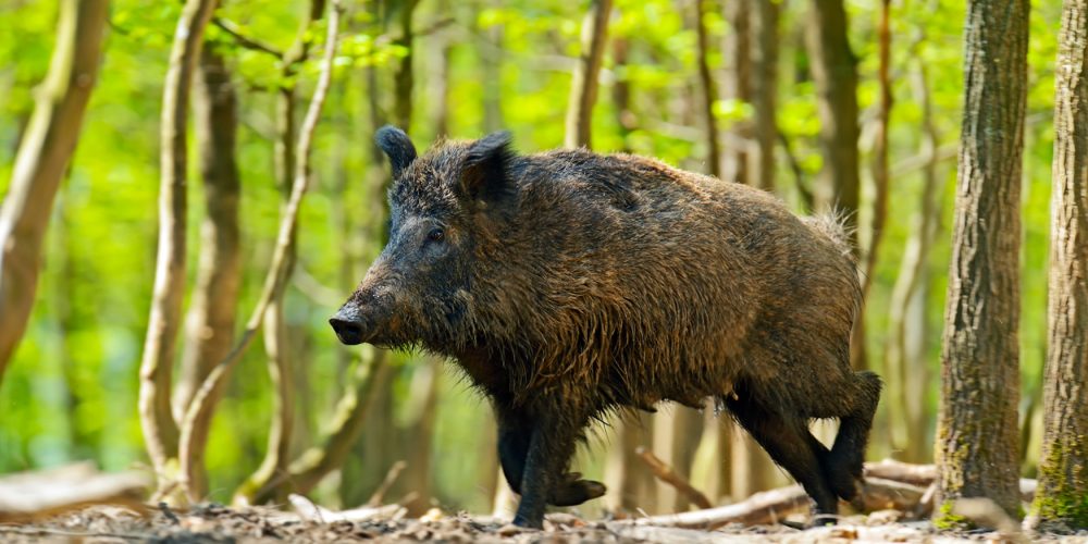 Wild_boar