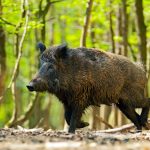 Wild_boar