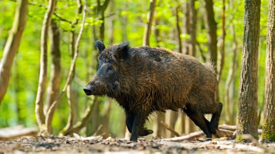 Wild_boar