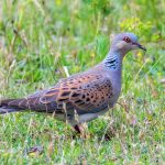 Turtle_dove